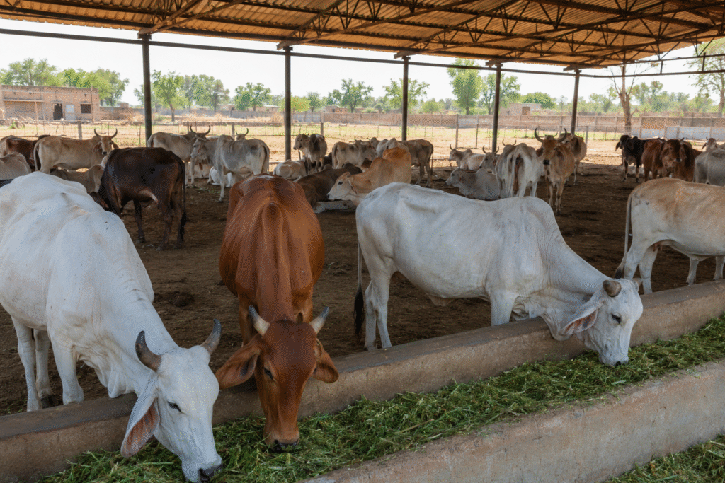 Gho Samrakshana & Sacred Cow Care